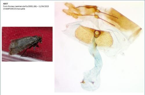 Rhyacionia duplana